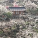정직구 네이버블로그