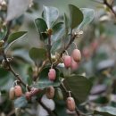 국립산림과학원
산림바이오소재연구소 | 보리밥나무탈모제 탈모 예방 효과 과학적으로 입증!