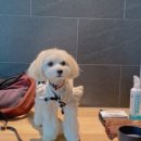 (주)펫그라운드 이미지