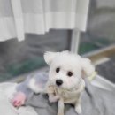 더웃개 이미지