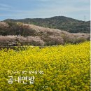 곰내터널충전소 | 부산 유채꽃 명소 곰내연밭 4월 11일 실시간 주말인데도 사람 없어요