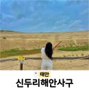 동산3리 | 태안 신두리해안사구 풍경 A코스 소요시간 주차 충남 가볼만한곳