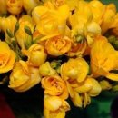 후리지아 이미지