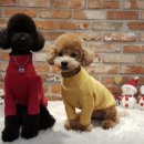 엘레강스펫샵 이미지