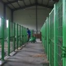 사람과애견 이미지