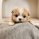 켄넬203 말티푸분양, 미니비숑분양 이미지