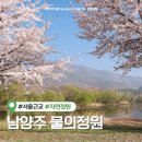 북한강 자전거도로8 | 남양주 물의정원 벚꽃 실시간 개화현황 주말 오전 직접 방문 (+주차장, 자전거, 돗자리 피크닉 등)