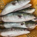 진도산 활 돌문어 / 자연산 활 방어 / 진도 햇 고바 멸치 판매합니다~!! 이미지