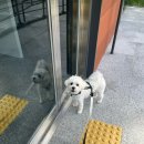 댕스크림 이미지