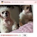 강아지 미용 네이버블로그