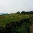 솔바우농장 이미지