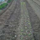 4월 8일 - 감자밭 비닐 씌우기. 허브(바질, 세이지) 모종, 상추 아주심기, 밤나무 전지 이미지