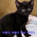 네로는 검은고양이 이미지