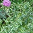 엉겅퀴 효능 이미지