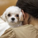 권앤정 24시수원동물메디컬센터 이미지