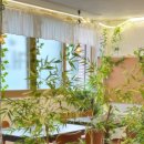 카페모모 이미지