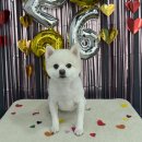 다원하개 이미지