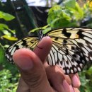 나비농장 이미지