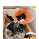 모들펫살롱 이미지