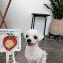 멜로멍스 이미지