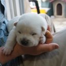 초롱이 밥상 이미지