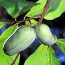 파우파우(PAW PAW) 이미지