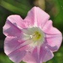 푸른별펜션 이미지