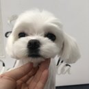 룰루랄라 애견미용실 이미지