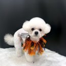 곱디곱개 이미지