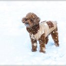 퍼스트 동물메디컬 센터 이미지