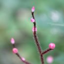 월매리(경북대부속학술림) 이미지