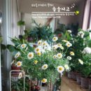 로자리안 이미지