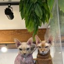 라미닥 이미지