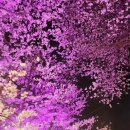 안산자락길 | 🌸 안산 자락길 벚꽃명소 다녀온 후기