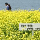 넌나의봄이다 이미지