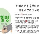 힐링힐링 반려견 교육 유치원 이미지