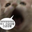 유후인 맥스밸류 Max Valu 이온 ATM기 트래블월렛 현금인출 방법 수수료 위치 총정리