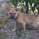 입석애견농장 이미지