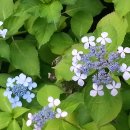 관양중학교 버스정류장 이미지