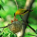 숲속의맑은향기 이미지