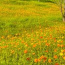 코스모스축제장 제방 이미지