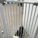 펫라운지 애견유치원 애견호텔 애견미용 이미지