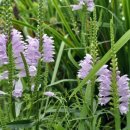 곰배령산장 이미지