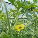 농부의 열매 이미지