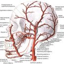 서울대학교 치의학대학원 이미지