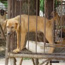 고막농장 이미지