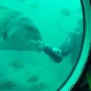 (주)제주해적잠수함 이미지