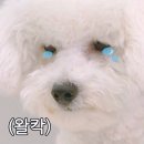 인지망 이미지
