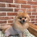 그루밍폼폼 이미지