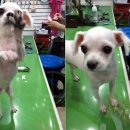 둘리애견미용샵 이미지